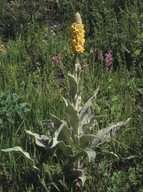 Verbascum sp.