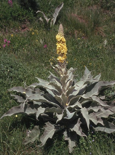 Verbascum sp.