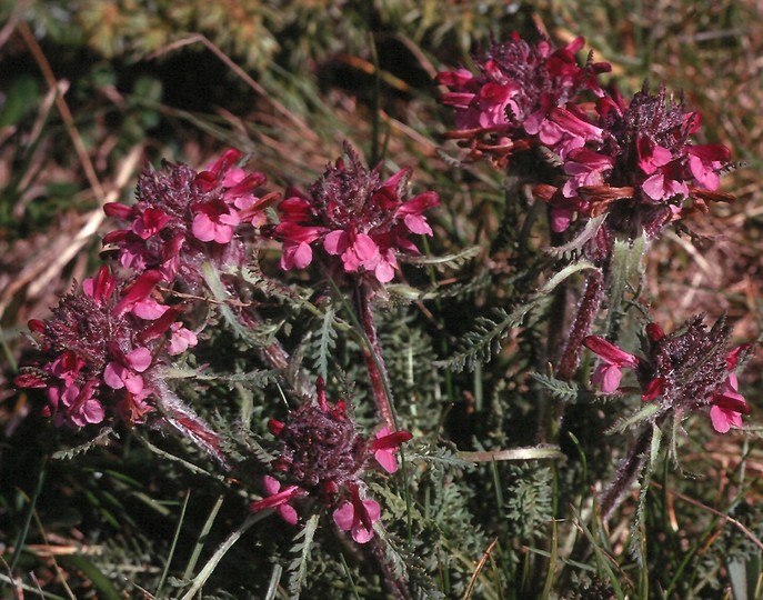 Pedicularis orthantha