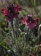 Pedicularis orthantha