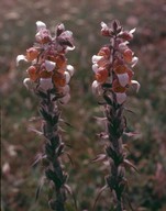 Digitalis lanata