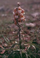 Digitalis lanata