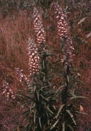 Digitalis lanata