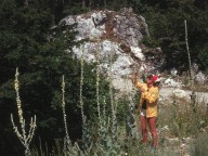 Verbascum eriophorum?