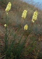 Linaria peloponnesiaca