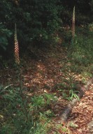 Digitalis laevigata