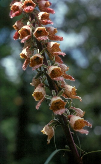 Digitalis laevigata