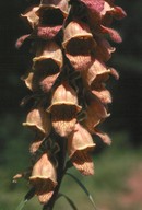 Digitalis laevigata