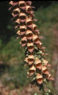 Digitalis laevigata