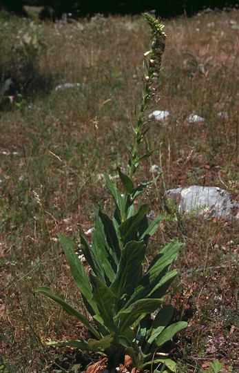 Digitalis viridiflora