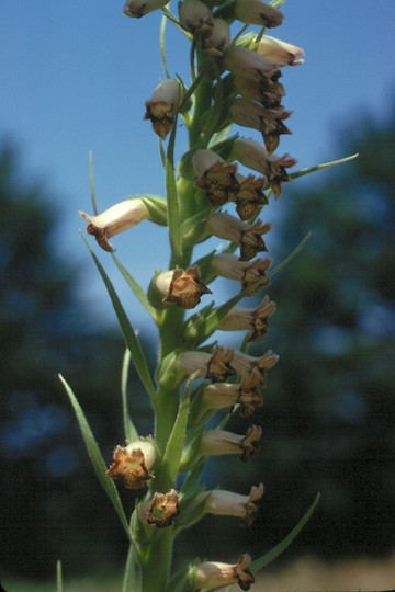 Digitalis viridiflora