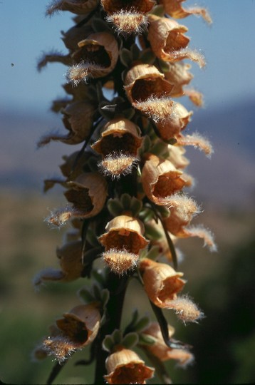 Digitalis ferruginea