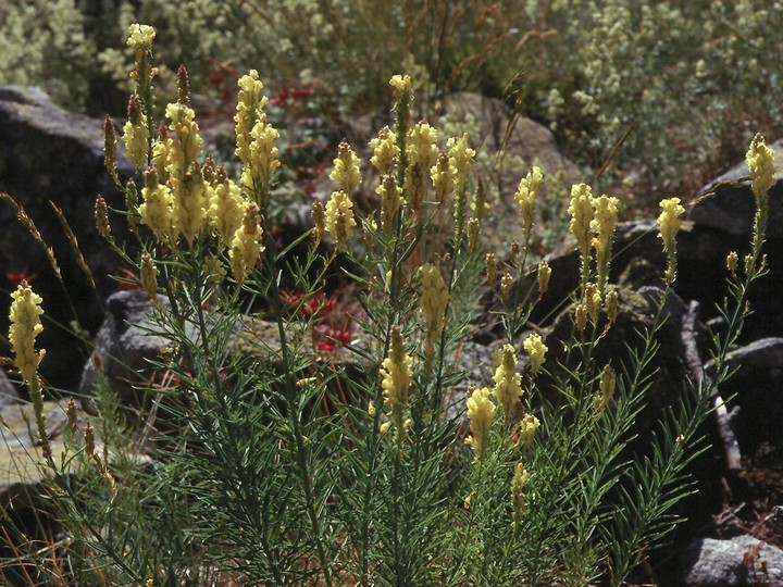 Linaria peloponnesiaca?