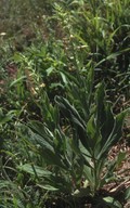 Digitalis viridiflora