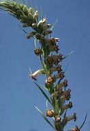 Digitalis viridiflora