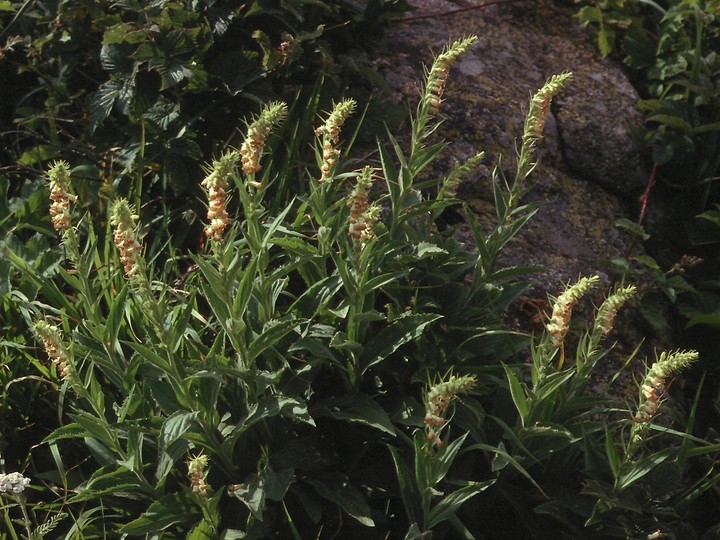 Digitalis viridiflora