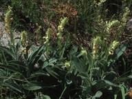 Digitalis viridiflora