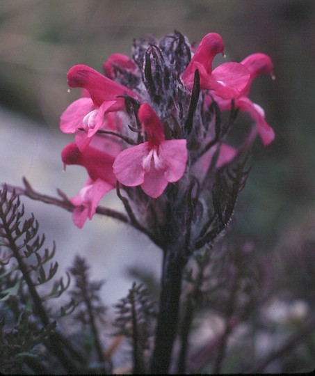 Pedicularis rosea