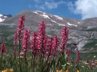 Pedicularis rostrato-spicata