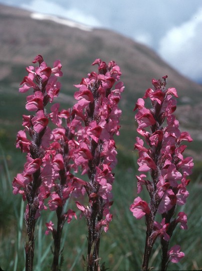 Pedicularis rostrato-spicata