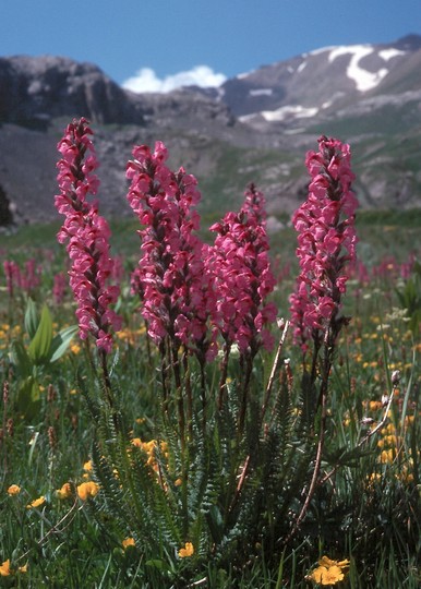 Pedicularis rostrato-spicata