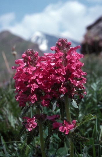 Pedicularis verticillata