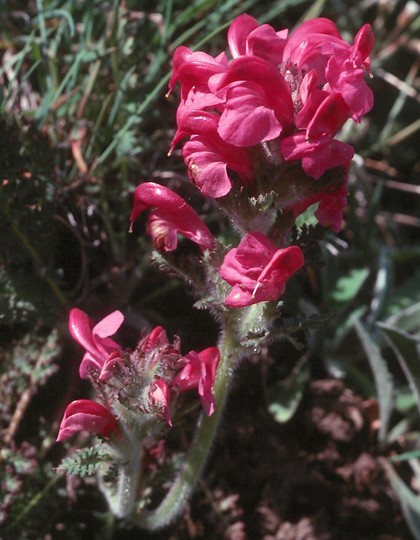 Pedicularis cenisia