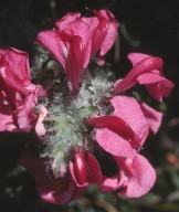 Pedicularis cenisia