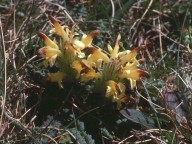 Pedicularis oederi