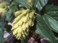 Paederota lutea