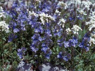 Veronica prostrata