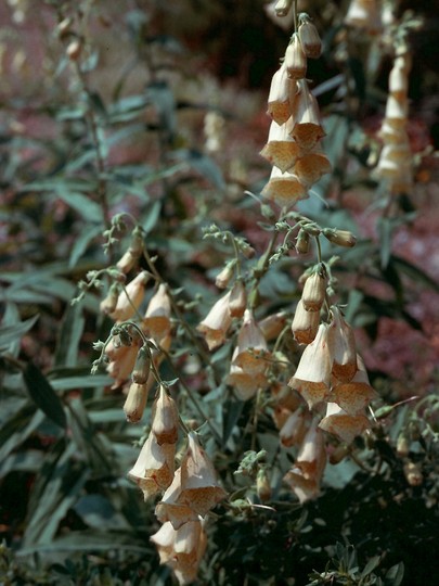 Digitalis grandiflora?