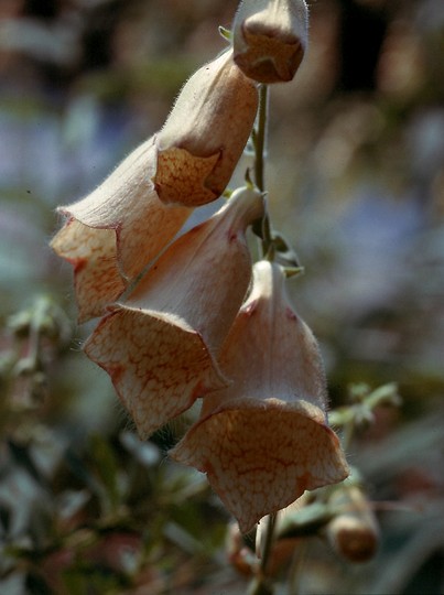 Digitalis grandiflora?