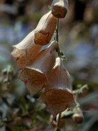 Digitalis grandiflora?