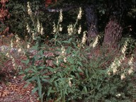 Digitalis grandiflora