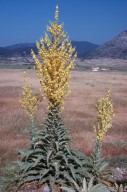 Verbascum delphicum?