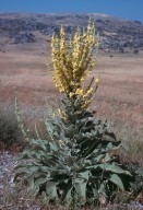 Verbascum delphicum?