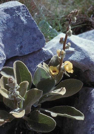 Verbascum epixanthum