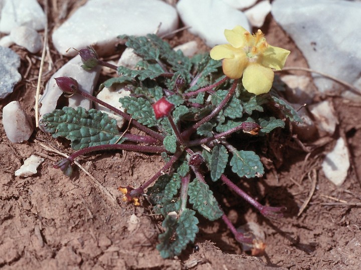 Verbascum acaule