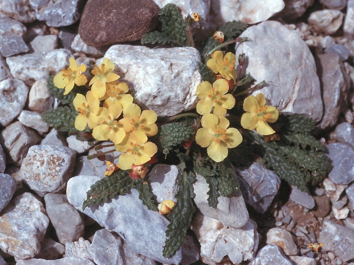 Verbascum acaule