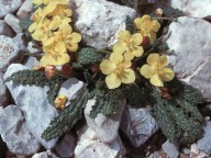 Verbascum acaule