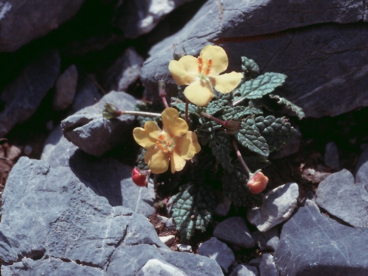 Verbascum acaule