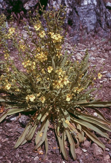 Verbascum sp.