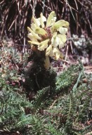Pedicularis comosa ssp. sibthorpii
