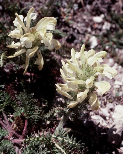 Pedicularis comosa ssp. sibthorpii