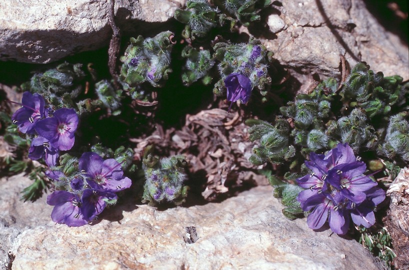 Veronica caespitosa?