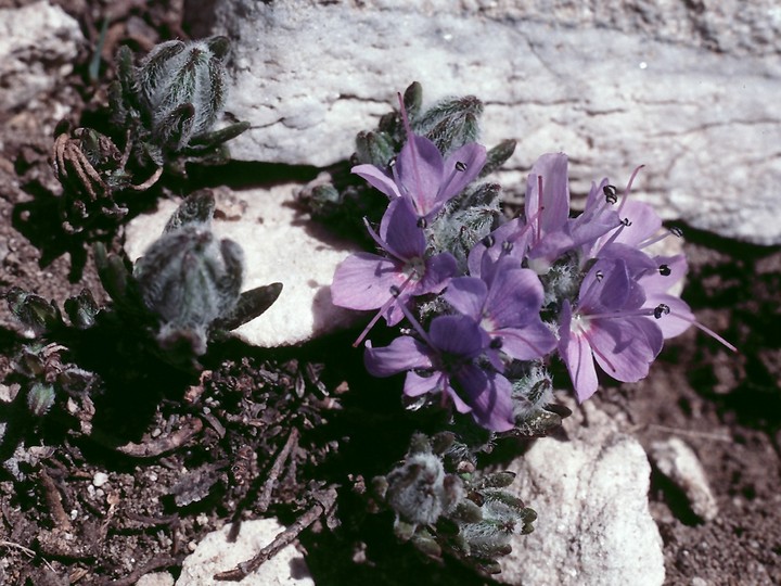 Veronica caespitosa?