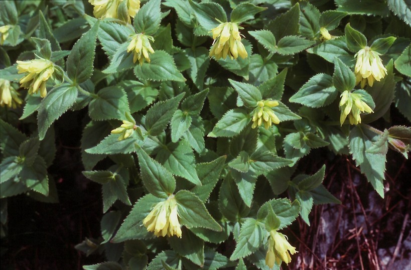 Paederota lutea