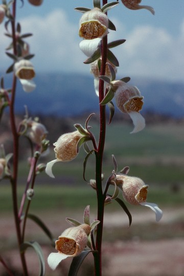 Digitalis lanata?