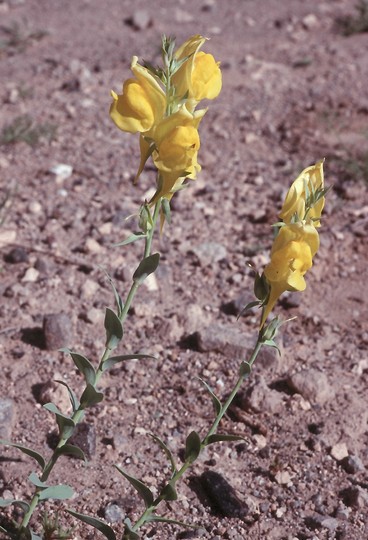 Linaria sp.